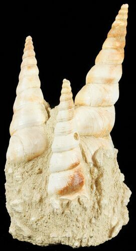 Fossil Gastropod (Haustator) Cluster - Damery, France #62514